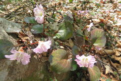 1129Uks146 1129Uks146