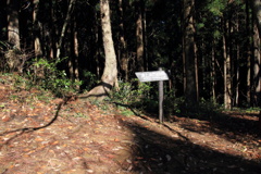 0955Gnt127 0955Gnt127