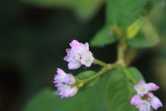 0830Gto109 0830Gto109