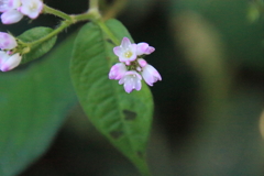 0831Gto110 0831Gto110