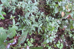 0952Okr119 0952Okr119