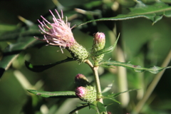 0831Gto111 0831Gto111