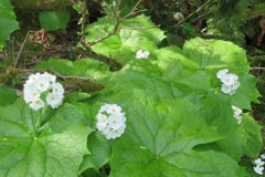 0842Tkr113 0842Tkr113