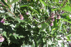 0905Okd121 0905Okd121