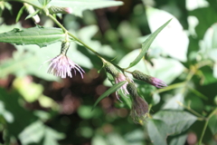 0827Gto106 0827Gto106