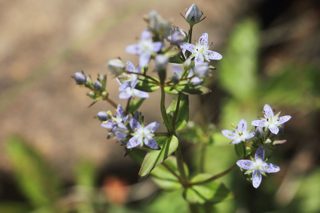 Gr112　ハッポウタカネセンブリ