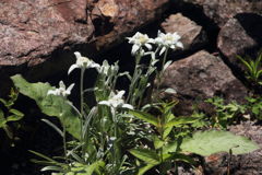 吾もエーゼルワイス1