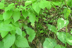 1354Uks167 1354Uks167