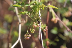 0829Gtg115