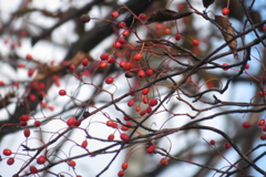 1012Osj116 1012Osj116