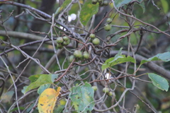 0837Gto119 0837Gto119