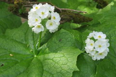 0842Tkr112 0842Tkr112