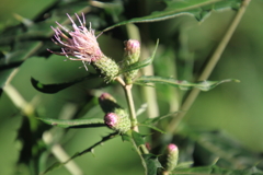 0832Gto112 0832Gto112