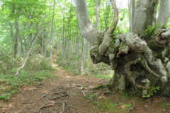 1129Tkr160 1129Tkr160