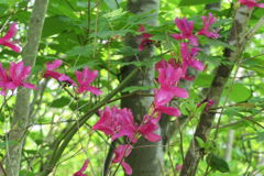 0912Uks117 0912Uks117