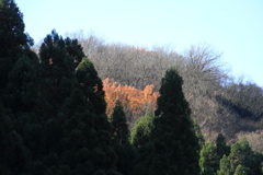 0954Gnt126 0954Gnt126