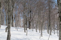 1237Osn136