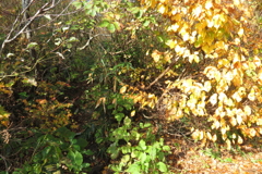 0827Gkt103