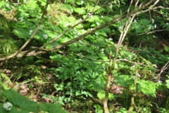 0849Tkr117 0849Tkr117