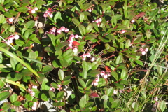 0950Okd135 0950Okd135