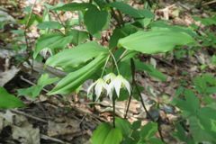 0905Uks114 0905Uks114