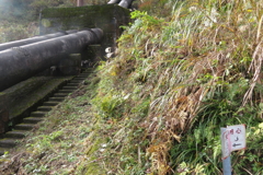 0954Osj109 0954Osj109