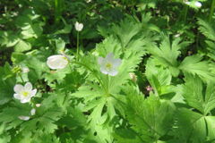 0836Tkr107 0836Tkr107