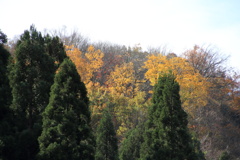 1053Gtg126
