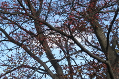 1012Osj115 1012Osj115