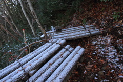 1007Gnt137 1007Gnt137