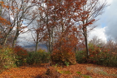 1154Osj136 1154Osj136