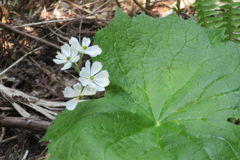 1339Uks162 1339Uks162