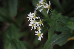 0825Gto103 0825Gto103