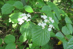 0856Tkr119 0856Tkr119