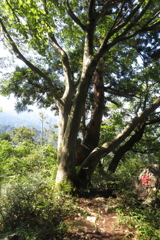 0953Okr121 0953Okr121