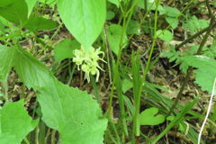 1354Uks166 1354Uks166