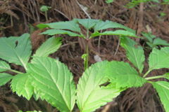 0819Uks105 0819Uks105