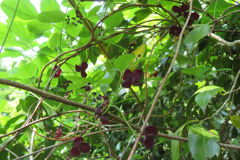 1421Uks171 1421Uks171