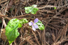 0810Ohz107 0810Ohz107