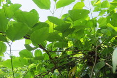 1421Uks172 1421Uks172