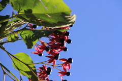 0843Gto125 0843Gto125