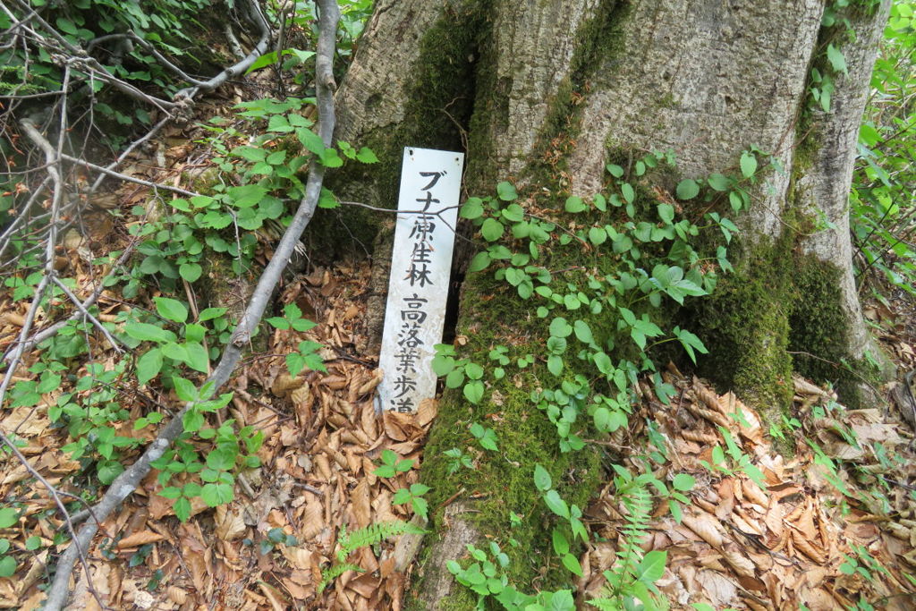1146Tkr162