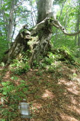 1010Tkr145 1010Tkr145