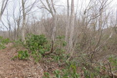 0903Ohz118 0903Ohz118