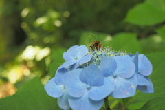 紫陽花