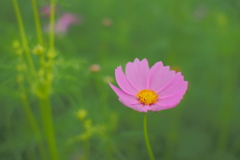 秋桜