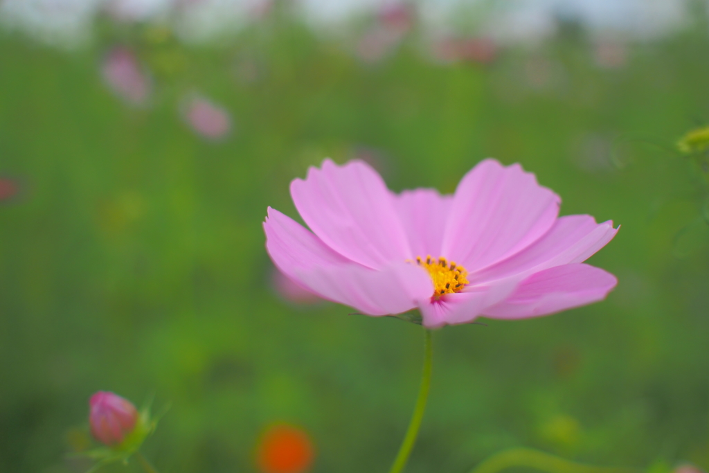 秋桜