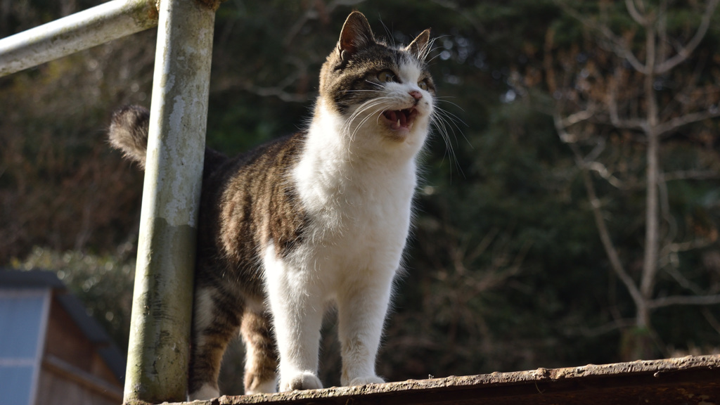 田代島の猫②