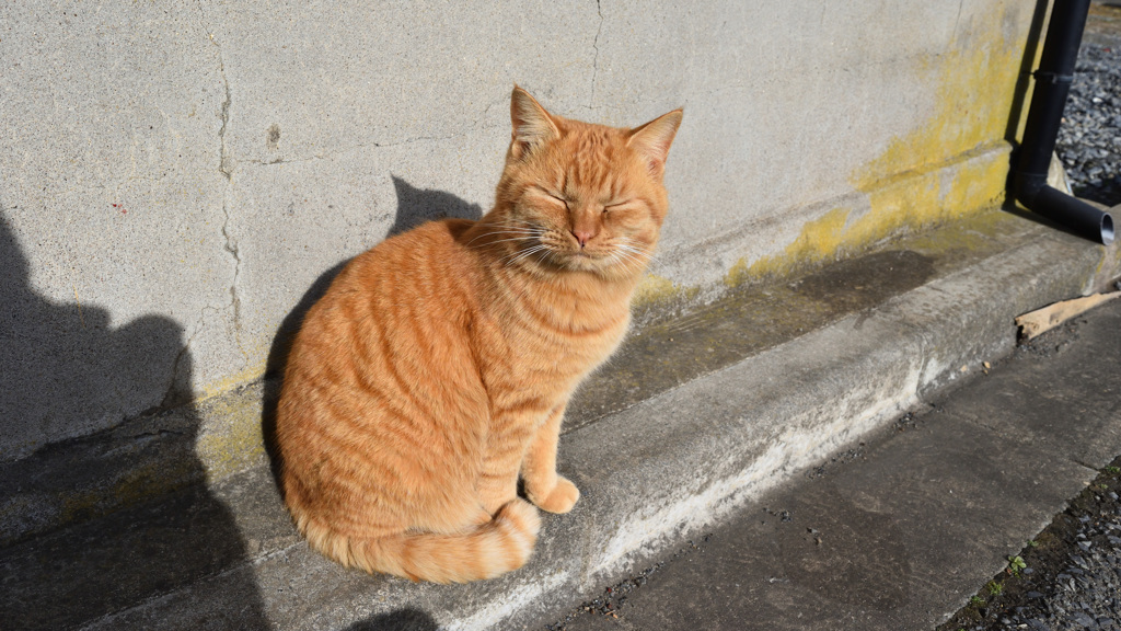 田代島の猫⑤