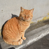 田代島の猫⑤
